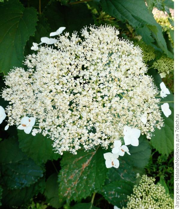 рано утром только можно подойти и насладиться ароматом