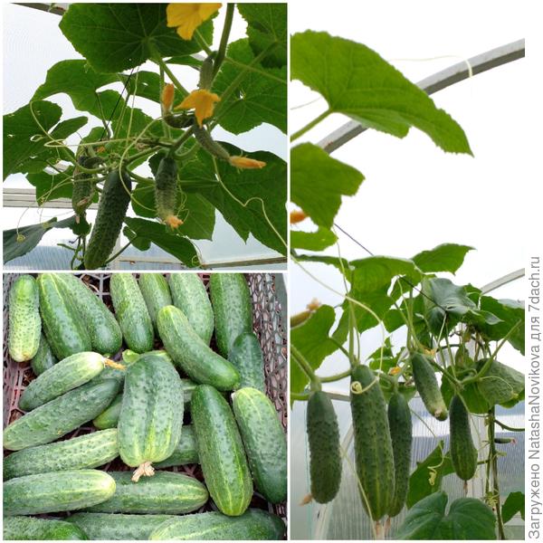 огурчики пошли горизонтально, собралось сегодня
