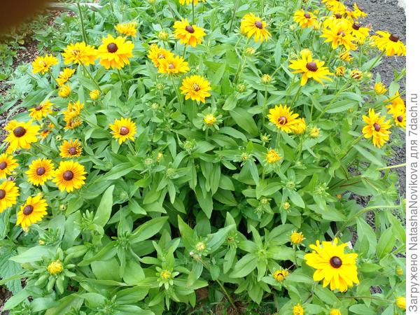 самосев от срезанных под зиму цветов