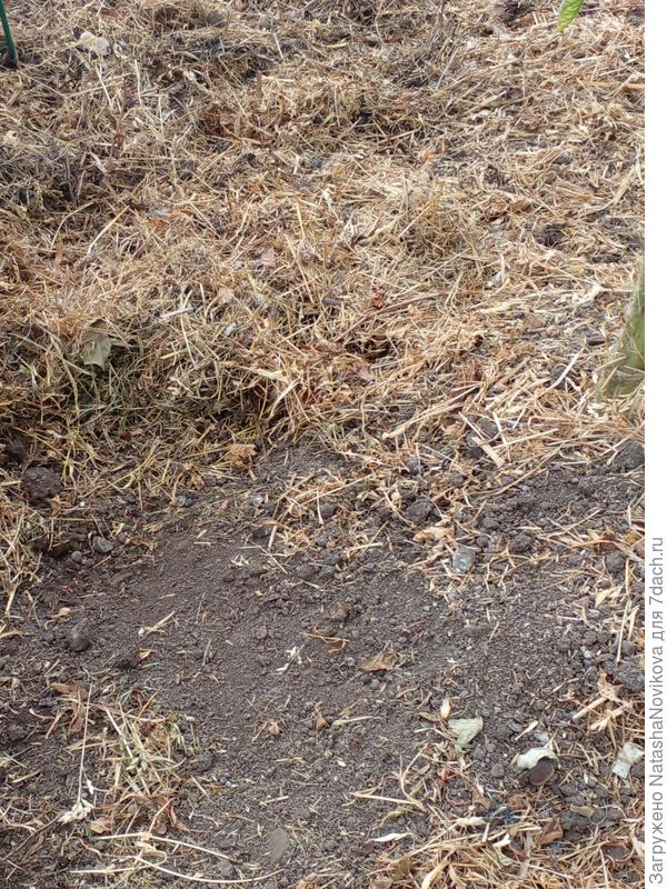 почва под томатом сухая, очень похоже на недолив