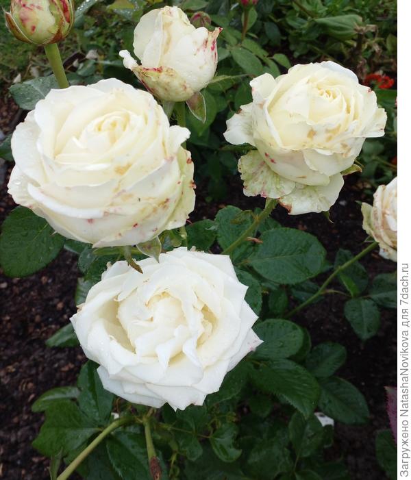 не опознанная