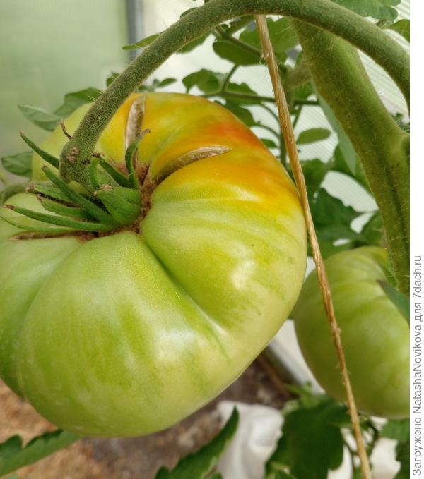 средняя кисть, я так поняла - томат трескается от не долива или ещё чего, потом в трещину попадает грибок и ....