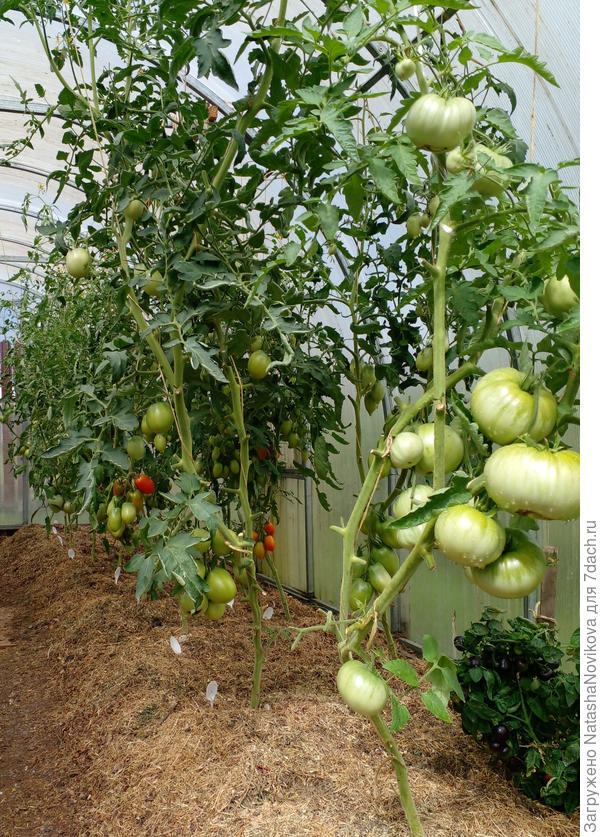 этот куст с ещё зелёными помидорками