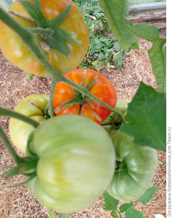 а помидоры трещат