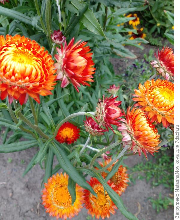 цвести будут до снега