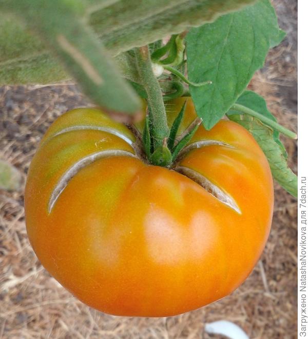 самый нижний томат с утра был нормальным