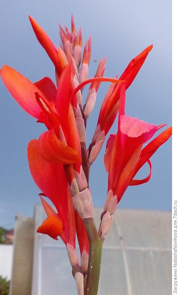 канны распускаются