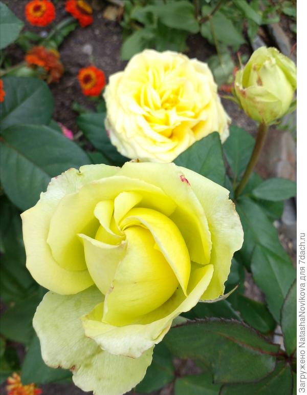 зеленый чай