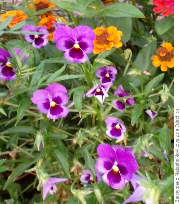 цветут всё лето