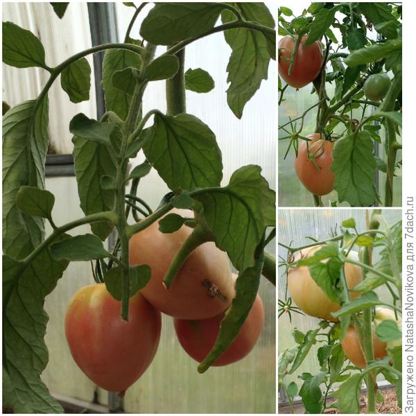 крупные пошли, а солнца нет