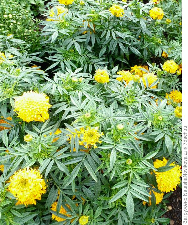 бархатцы "принцесса"