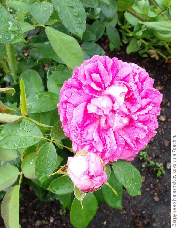 начинается повторное цветение