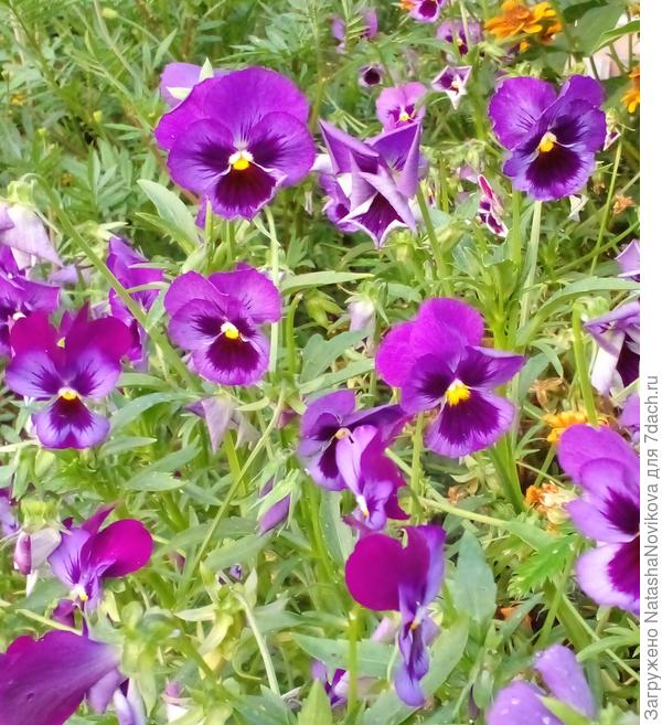 мордашки виолы