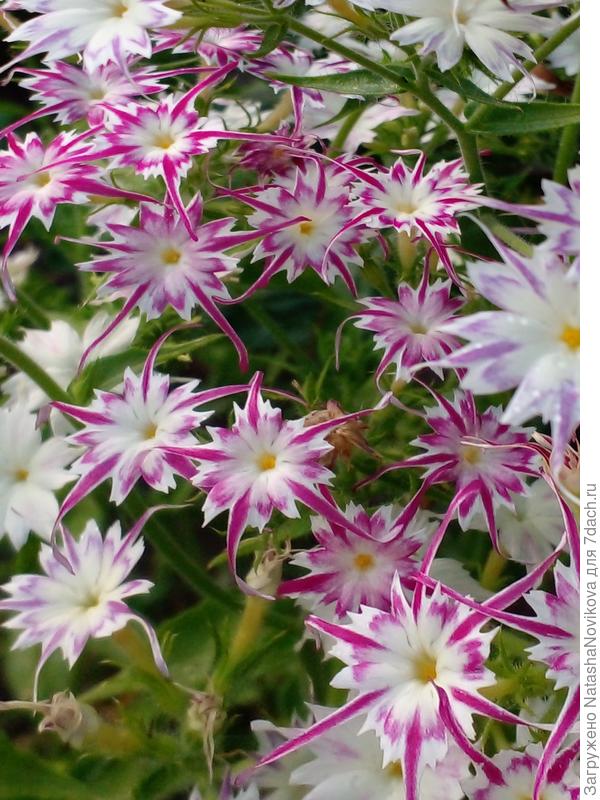 цветут до снега