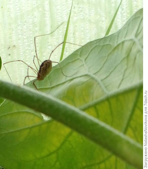 обрабатывала баклажаны в теплице и встретила его, ближе побоялась фотать, вдруг бы опять укусил