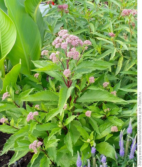 сеянец самосевка, нынче поздно обнаружила, весной пересажу