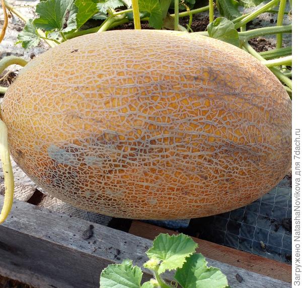на радостях срезала последнюю дыню