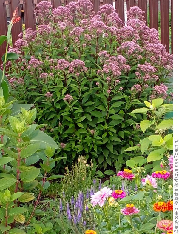 это старожил, растёт с 2018 года, от него отрубаю куртинки