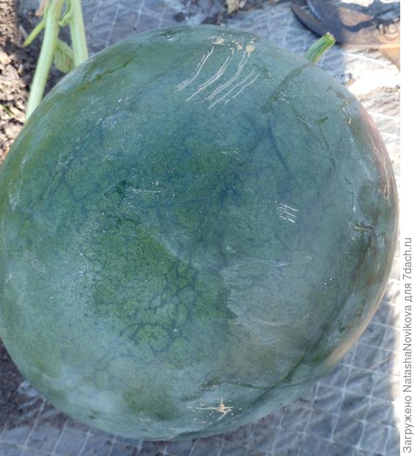 выбрала этот, потому что он был первым