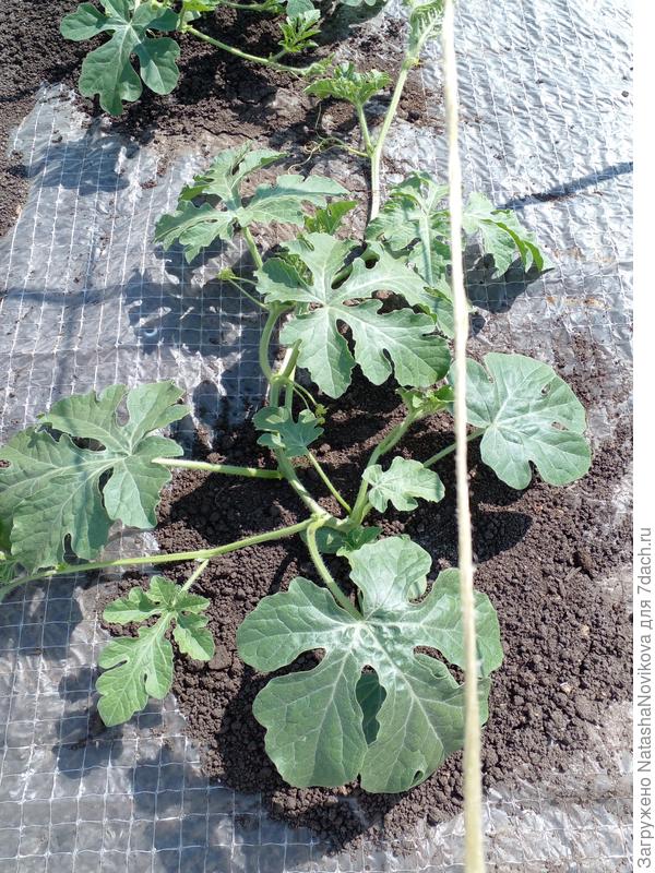 прижились все фото от 6 июня