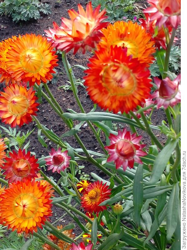 яркие гелихризумы, после дождей - бальзам на душу))