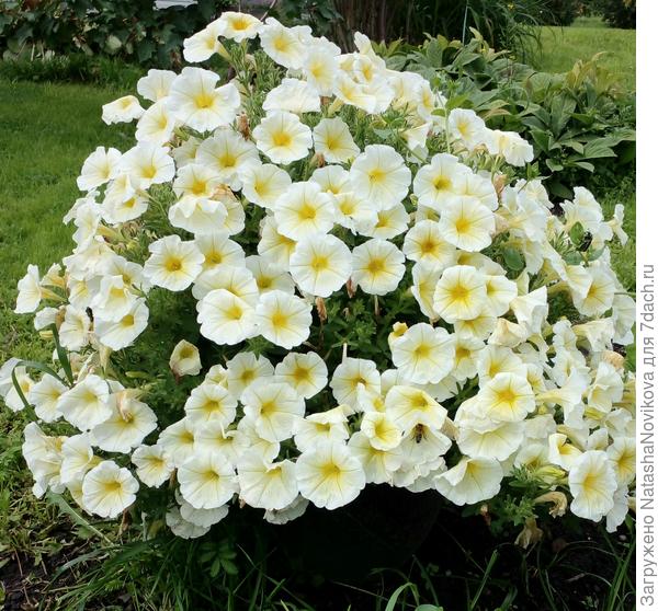 бочка вкопанная в землю