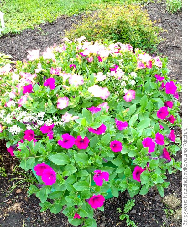 никаких постументов