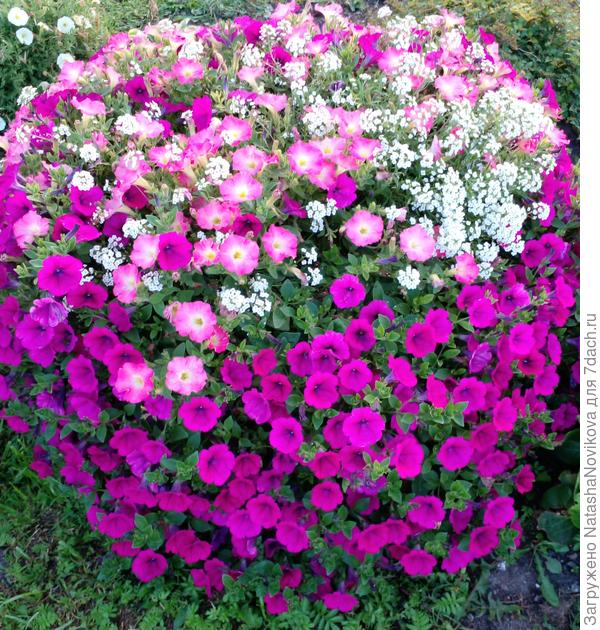 сухое лето и август сухой, а теперь климат изменился...