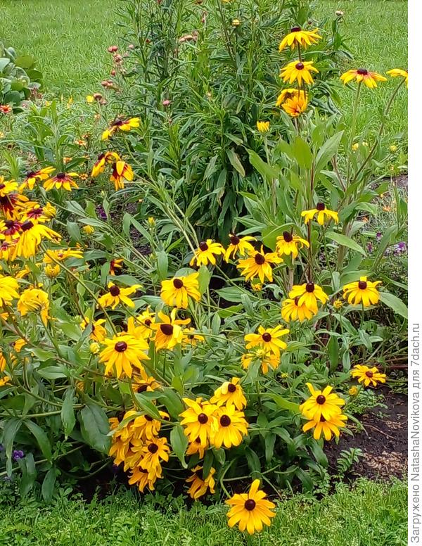 четыре, всё валяется от дождей, красота - не правда ли? тычинок нет, пестиков то же нет