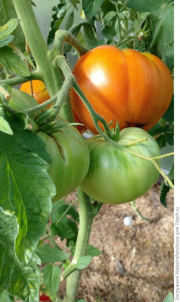 трескаются