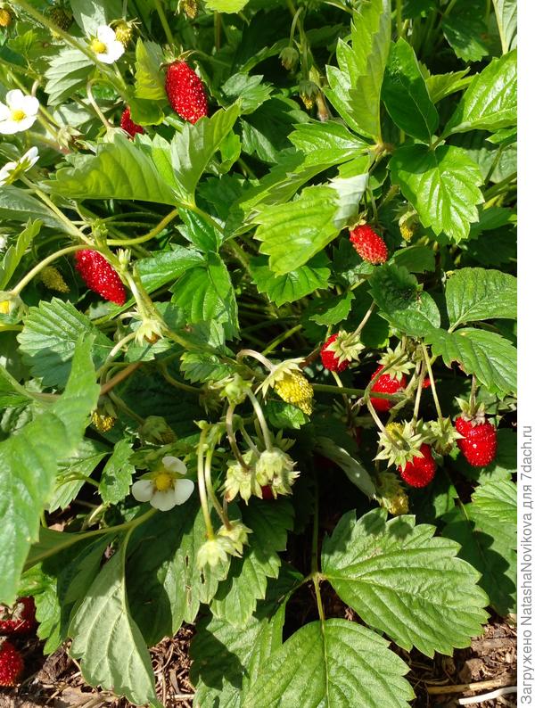 ягоду однако пора срезать и готовить к зимовке