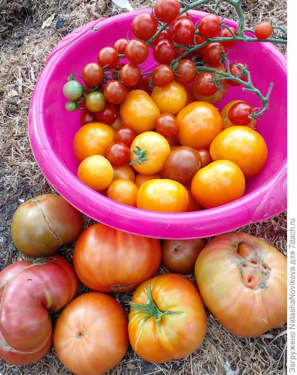 мелочёвку в морозилку, крупные дома доспеют