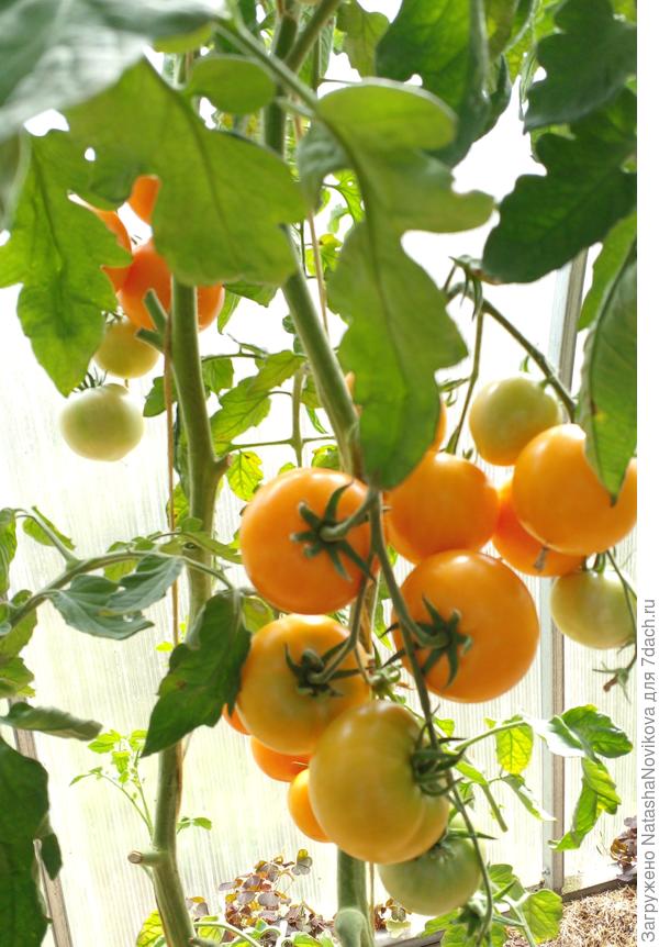 пока солнышко светит может вода согреется