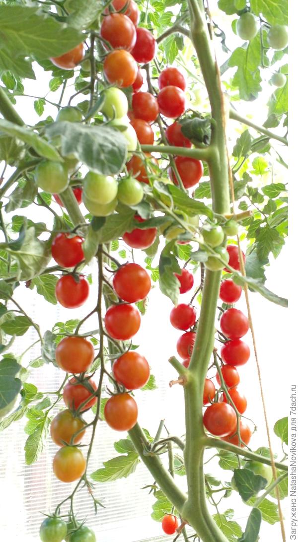 какие то то же черри