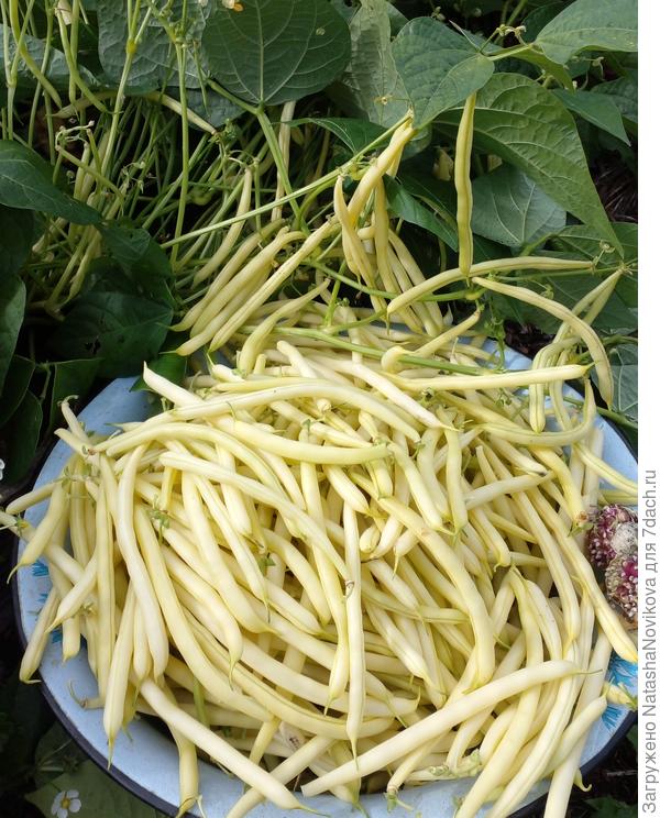 бланшировать и в морозилку