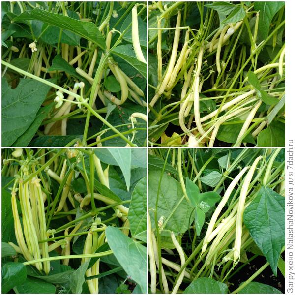 фасоль дуреет