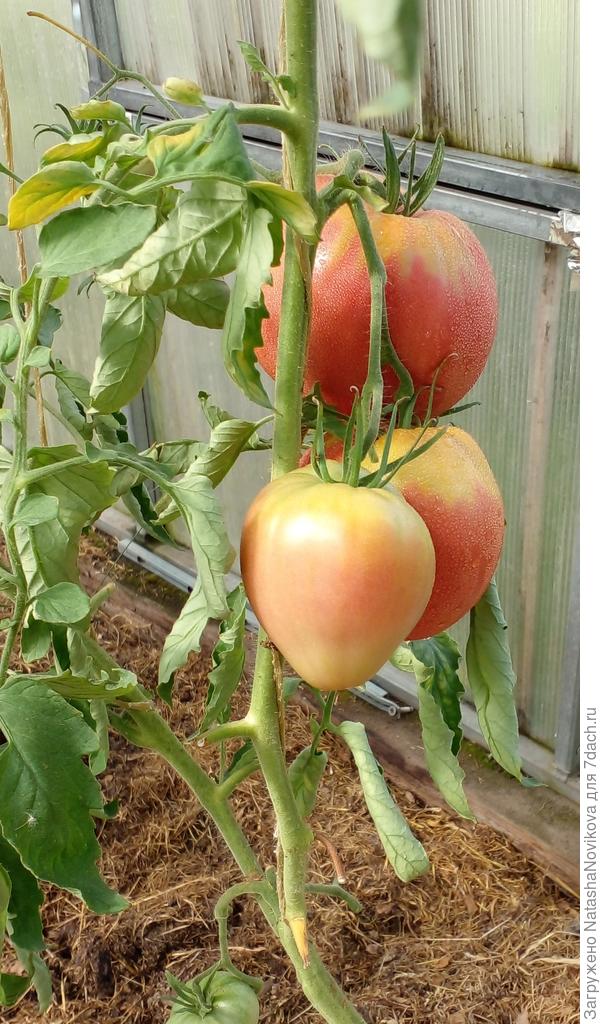 сухо, листья скрутились