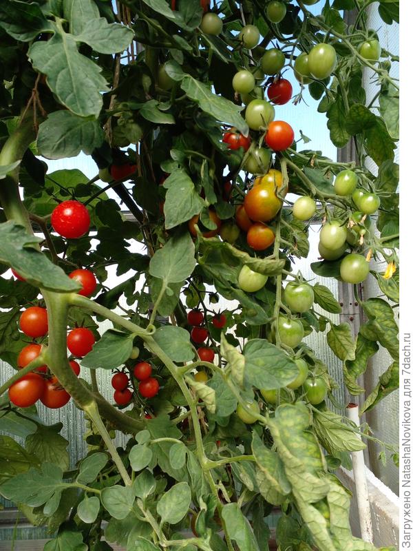 их очень много