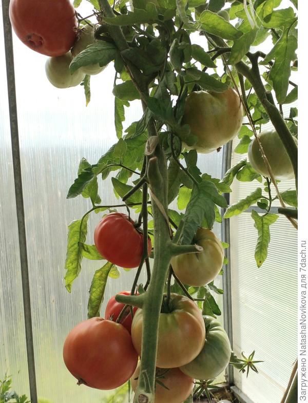 мало солнца в августе