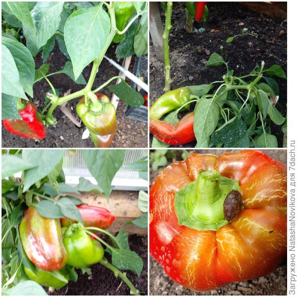 перчики валятся от влажности, слизни наползли (гады)