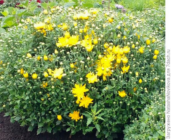 символ осени - хризантемы начинают цвести