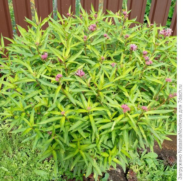 раскидистый, декорирует заборы отлично