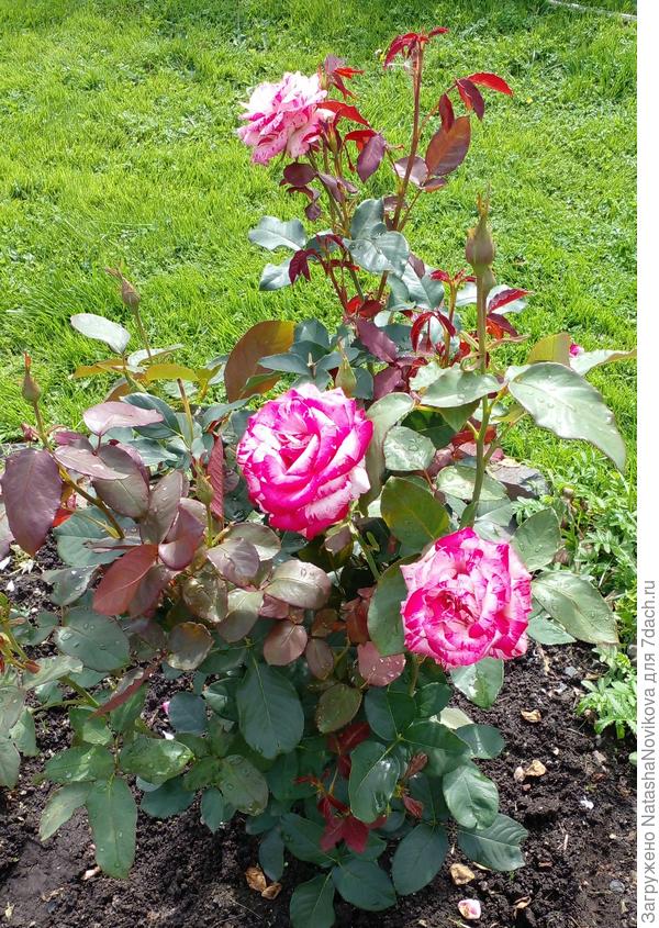 пинк интуишн труженница и почти не болеет