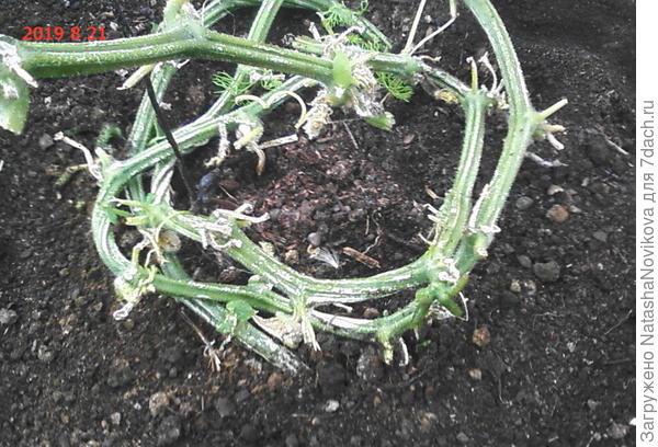 присыпка корней не понравилась...осенью всегда сыро