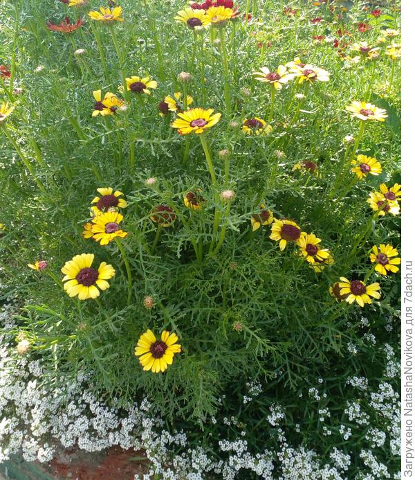 однолетние хризантемы