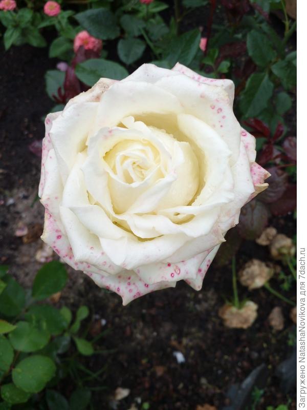 не знаю кто