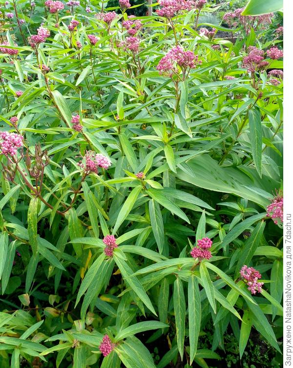 цветёт почти 2 месяца