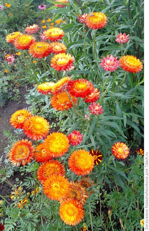 позитивно, не забыть бы семена собрать