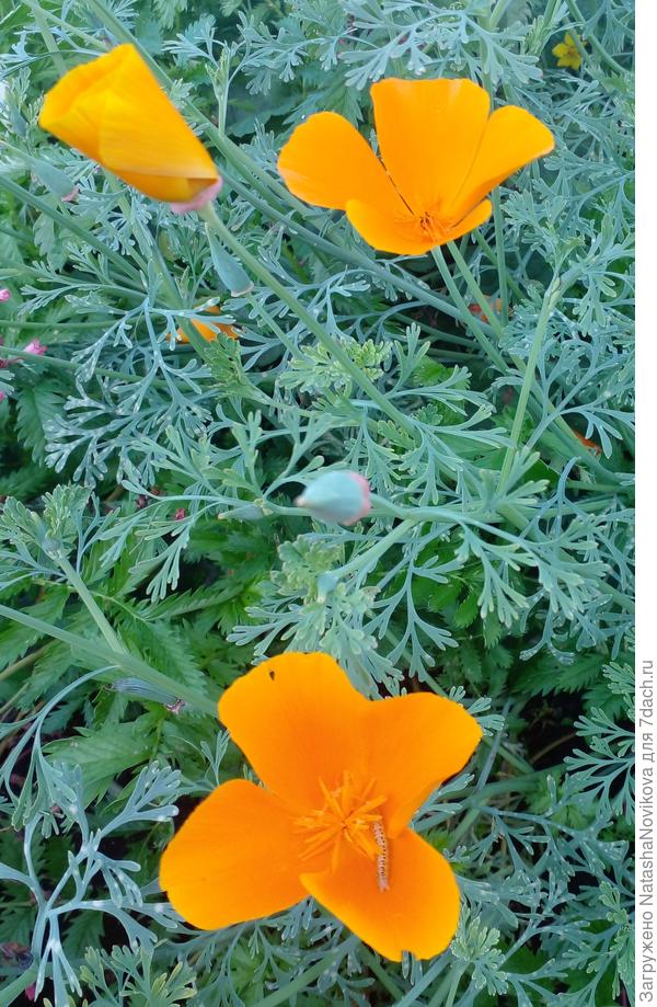 солнечная эшшольция расцветает повторно