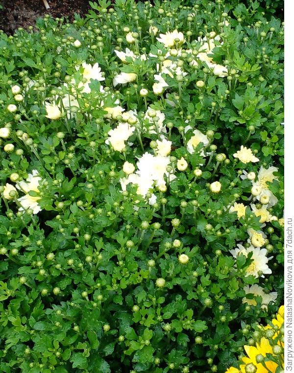 белая хризантема расцветает